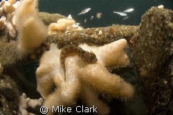 Yarrels Blenny close up with schooling pollack in backgro... by Mike Clark 